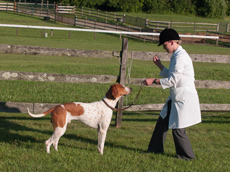 Class 701, Champion Foxhound ( WINNER )