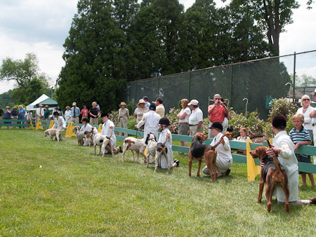 Junior Handler 2012