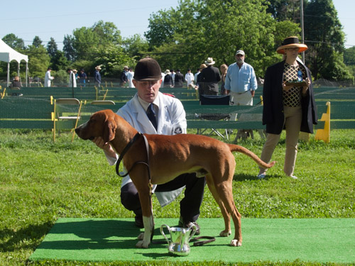 CLass 201, American Dog, Unentered: Orange County CARGO