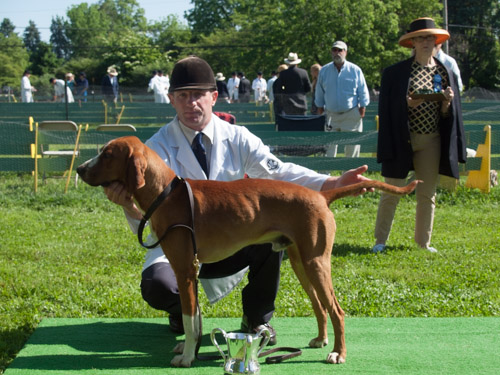 CLass 201, American Dog, Unentered: Orange County CARGO