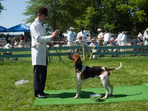 Class 203, American Dog, Entered: Keswick Warrior 2012