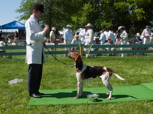 Class 203, American Dog, Entered: Keswick Warrior 2012