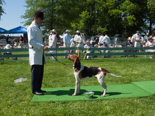 Class 203, American Dog, Entered: Keswick Warrior 2012