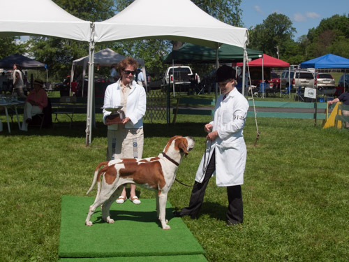 Class 204, Couple of Dogs, Entered: Potomac Keeper & Keswick