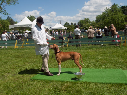 Class 205, American Stallion: Orange County Mascot 2010