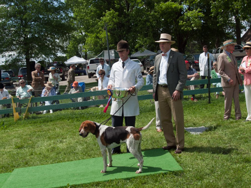 Class 207, Champion American Dog: Keswick Warrior 2012