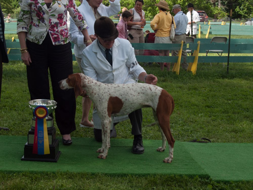 Class 215, Champion American Foxhound: Potomac KNICKERS 2013