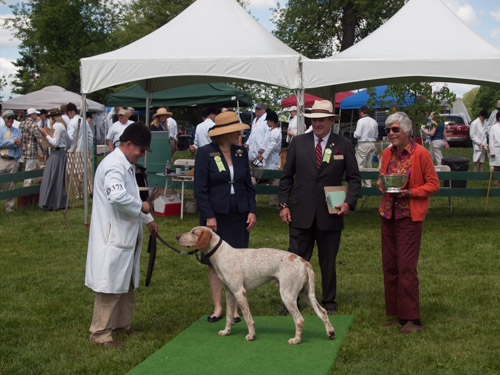 Class 405, Crossbred Stalion: Green Spring Valley WOODSMAN 2011