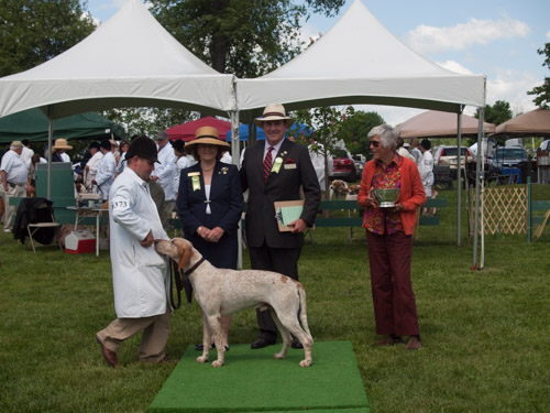 Class 405, Crossbred Stalion: Green Spring Valley WOODSMAN 2011