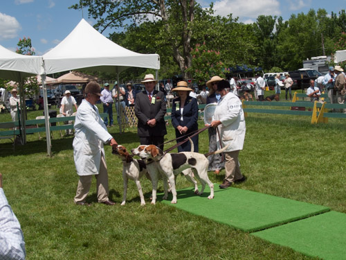 Class 406, Crossbred Stallion with Get: HOward County -Iron Bridge PATUXTENT 2009