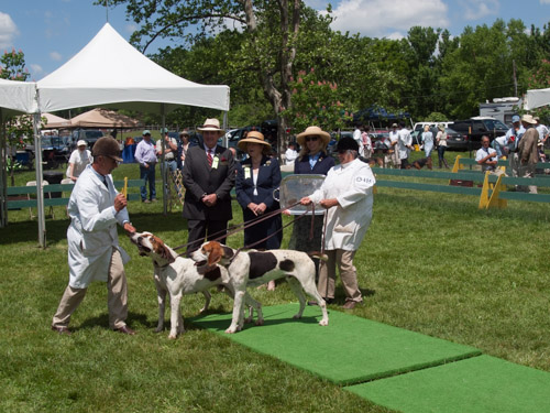 Class 406, Crossbred Stallion with Get: HOward County -Iron Bridge PATUXTENT 2009