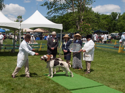 Class 406, Crossbred Stallion with Get: HOward County -Iron Bridge PATUXTENT 2009