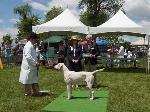 Class 407, Champion Crossbred Dog: Green Spring Valley Wallace 2012