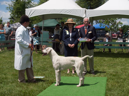 Class 407, Champion Crossbred Dog: Green Spring Valley Wallace 2012