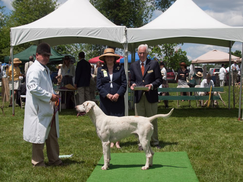 Class 407, Champion Crossbred Dog: Green Spring Valley Wallace 2012
