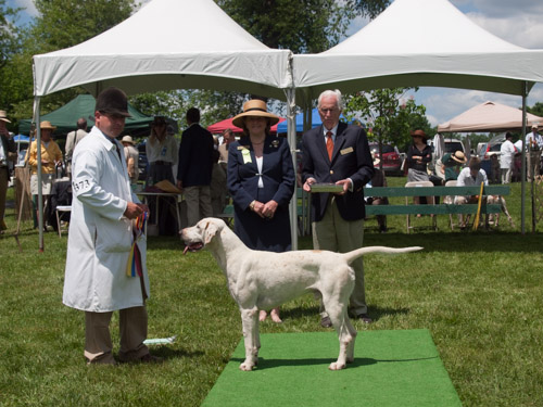 Class 407, Champion Crossbred Dog: Green Spring Valley Wallace 2012