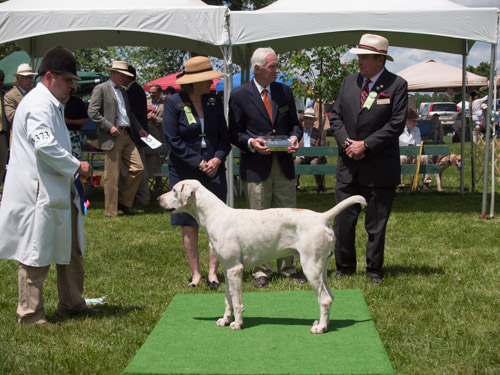 Class 407, Champion Crossbred Dog: Green Spring Valley Wallace 2012