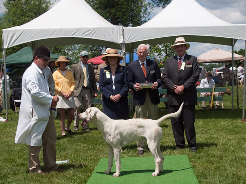 Class 407, Champion Crossbred Dog: Green Spring Valley Wallace 2012