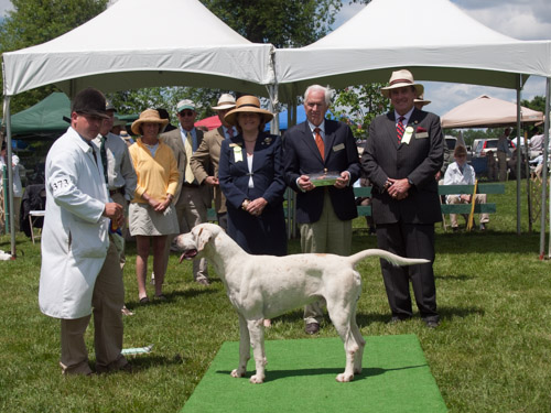 Class 407, Champion Crossbred Dog: Green Spring Valley Wallace 2012