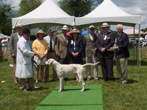 Class 407, Champion Crossbred Dog: Green Spring Valley Wallace 2012