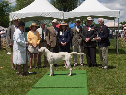 Class 407, Champion Crossbred Dog: Green Spring Valley Wallace 2012