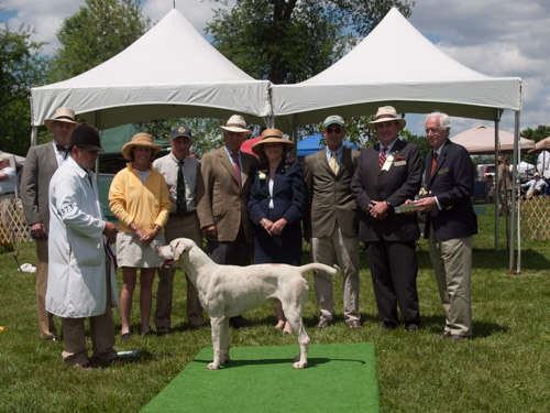 Class 407, Champion Crossbred Dog: Green Spring Valley Wallace 2012
