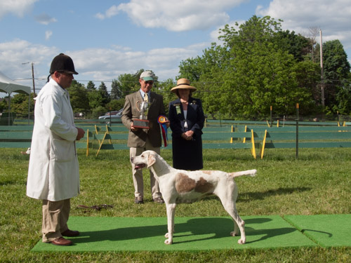 Class 414, Champion Crossbred Bitch: Green Spring Valley SEEMLY 2011