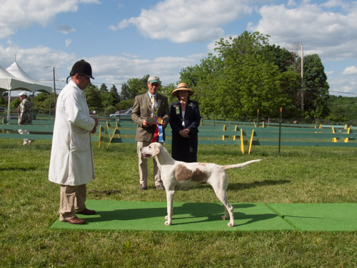 Class 414, Champion Crossbred Bitch: Green Spring Valley SEEMLY 2011