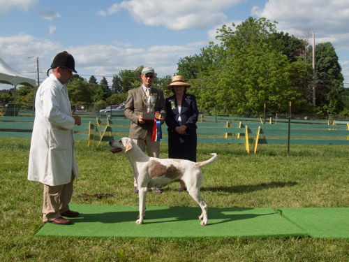 Class 414, Champion Crossbred Bitch: Green Spring Valley SEEMLY 2011
