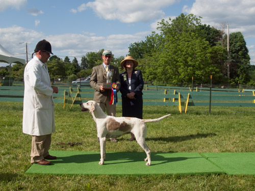 Class 414, Champion Crossbred Bitch: Green Spring Valley SEEMLY 2011