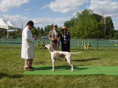 Class 414, Champion Crossbred Bitch: Green Spring Valley SEEMLY 2011