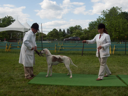 Class 417, Champion Crossbred Foxhound: Green Spring Valley SEEMLY 2011