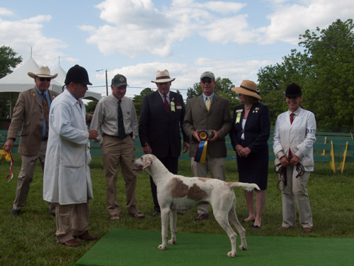 Class 417, Champion Crossbred Foxhound: Green Spring Valley SEEMLY 2011