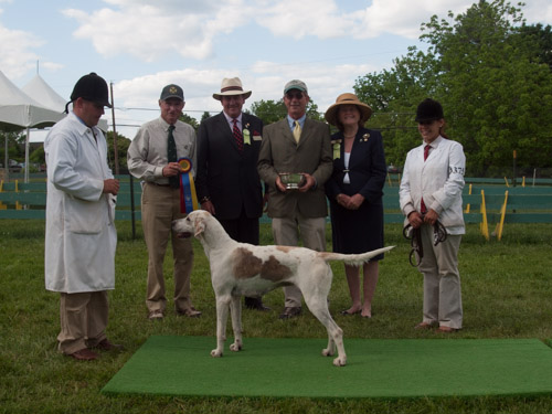Class 417, Champion Crossbred Foxhound: Green Spring Valley SEEMLY 2011
