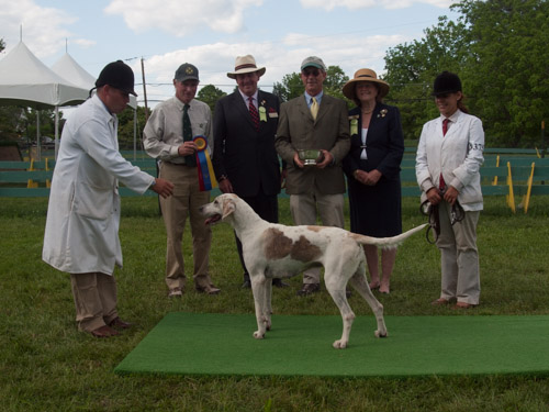 Class 417, Champion Crossbred Foxhound: Green Spring Valley SEEMLY 2011