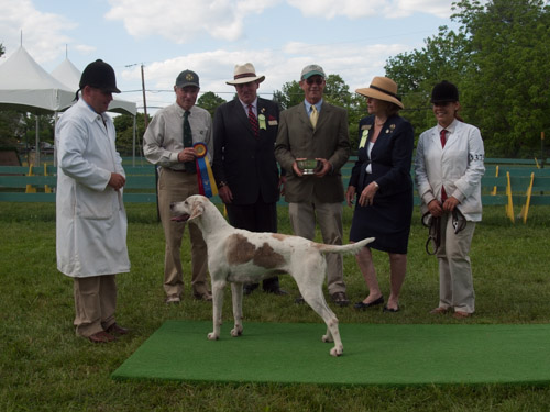 Class 417, Champion Crossbred Foxhound: Green Spring Valley SEEMLY 2011