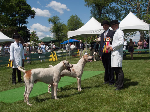 Class 108 Eng. Champ. Dog: Blue RIdge BARNFIELD 2010