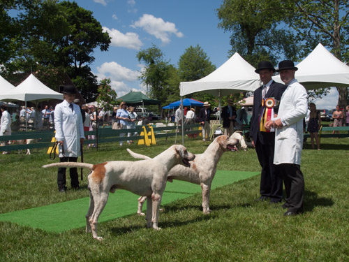 Class 108 Eng. Champ. Dog: Blue RIdge BARNFIELD 2010