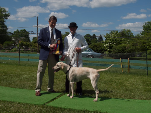 Class 115 Champ. English Bitch: BLue Ridge Mendip Farmers GOLDFINCH 2012