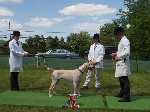 Class 117 Champ English: BLue Ridge Mendip Farmers GOLDFINCH 2012