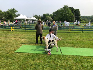 Class 207 Ch. American Dog