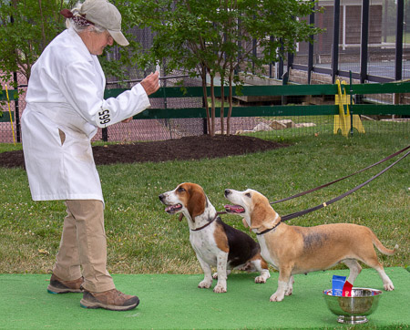 elizabeth-park-sandanona-hare-hounds_53004709670_o