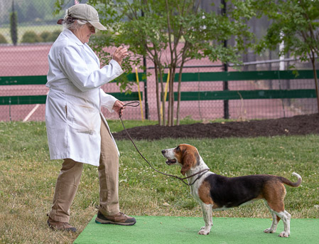 elizabeth-park-sandanona-hounds_53004489839_o