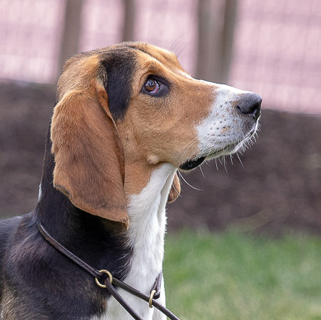 monkton-hall-basset-trophy_53004330701_o