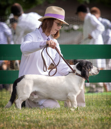 robin-conrad-hill--hollow-bassets_53004811228_o