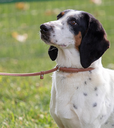 summit-hill--hollow-bassets_53004488944_o