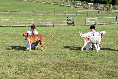 Best In Show Classes